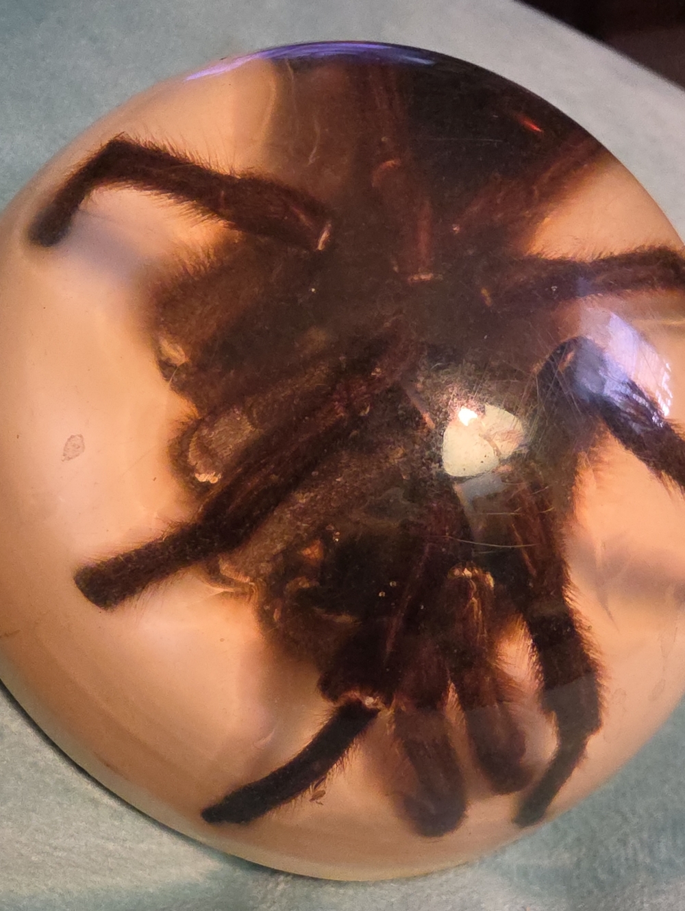 Tarantula Spider - Picture 2 of 6